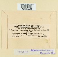 Uromyces geranii image