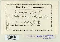 Uromyces geranii image