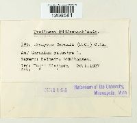 Uromyces geranii image