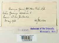 Uromyces geranii image