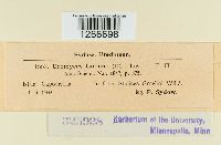 Uromyces limonii image