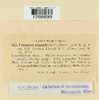 Uromyces limonii image