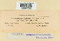 Uromyces limonii image