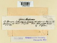 Uromyces limonii image