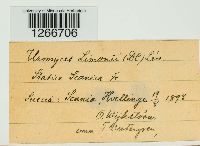 Uromyces limonii image