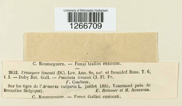 Uromyces limonii image