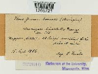 Uromyces lineolatus image