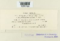 Uromyces lineolatus image