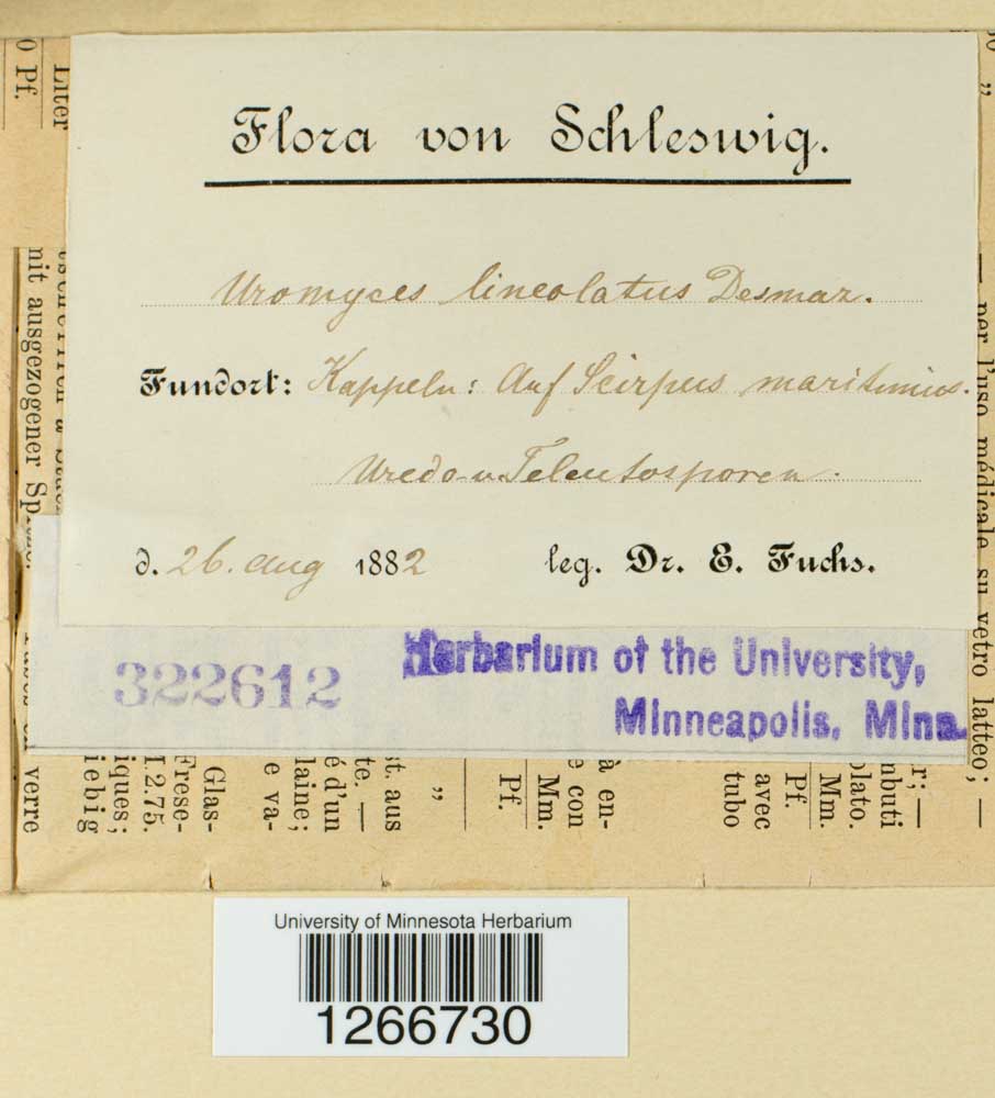 Uromyces lineolatus image