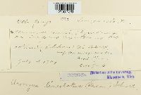 Uromyces lineolatus image