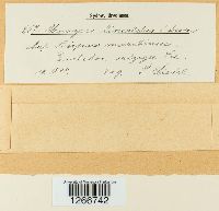 Uromyces lineolatus image