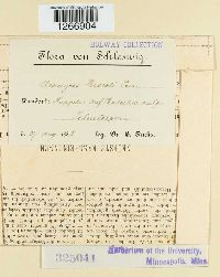 Uromyces appendiculatus image