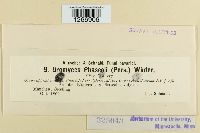 Uromyces appendiculatus image