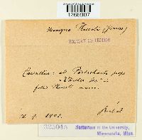 Uromyces appendiculatus image