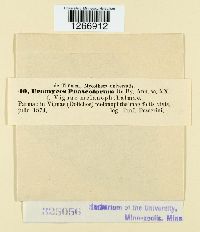 Uromyces appendiculatus image