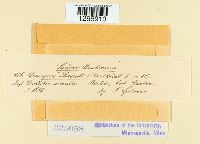 Uromyces appendiculatus image