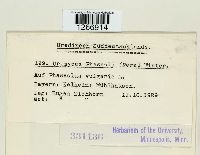 Uromyces appendiculatus image