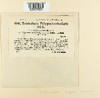 Uromyces polygoni-avicularis image