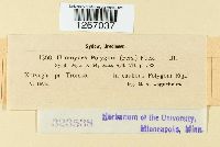 Uromyces polygoni-avicularis image