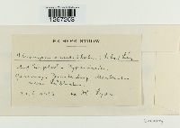 Uromyces scutellatus image