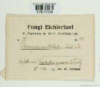 Uromyces scutellatus image