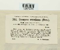 Uromyces scutellatus image