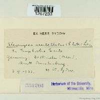 Uromyces scutellatus image