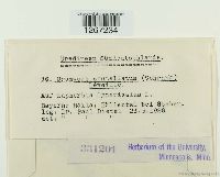 Uromyces scutellatus image