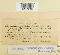 Uromyces scutellatus image