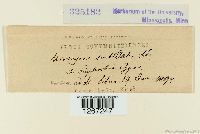 Uromyces scutellatus image