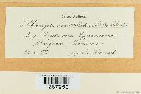 Uromyces scutellatus image