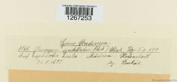 Uromyces scutellatus image