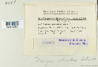 Uromyces striatus image