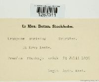 Uromyces striatus image