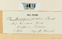 Uromyces striatus image