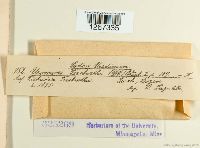 Pileolaria terebinthi image