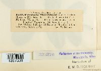 Pileolaria terebinthi image