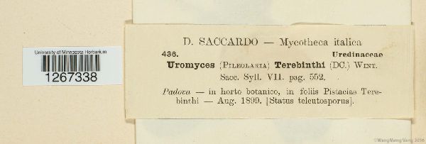 Pileolaria terebinthi image