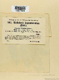 Uromyces viciae-fabae image