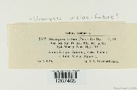 Uromyces viciae-fabae image