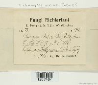 Uromyces viciae-fabae image