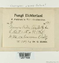 Uromyces viciae-fabae image