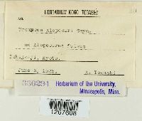 Uromyces alopecuri image