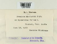 Uromyces alopecuri image