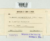 Uromyces dianthi image