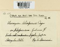 Uromyces alopecuri image