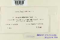 Maravalia echinulata image