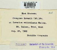 Uromyces geranii image