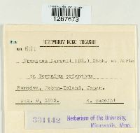 Uromyces geranii image