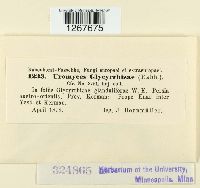 Uromyces glycyrrhizae image